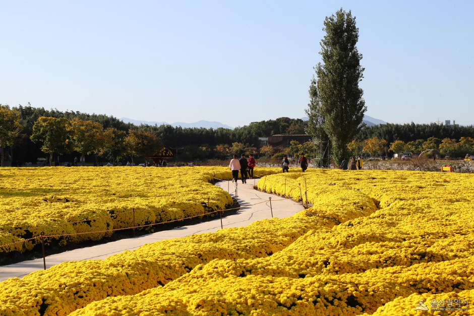 울산 십리대숲 대표사진2