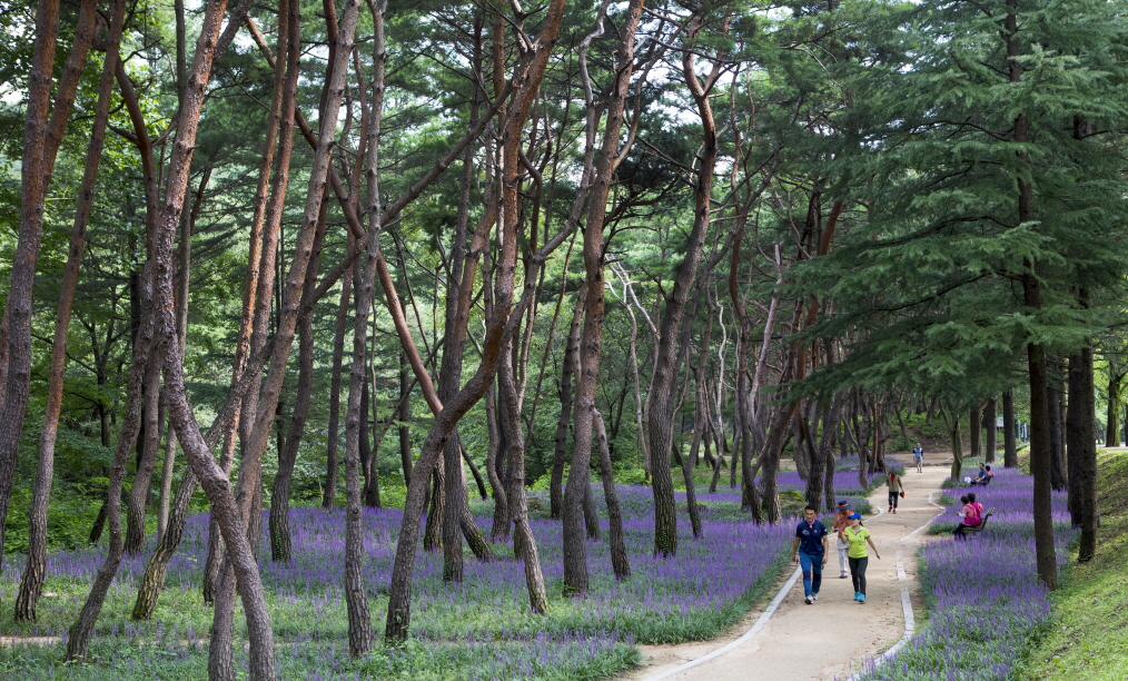 금오산 에코힐링 숲